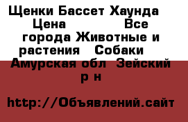 Щенки Бассет Хаунда  › Цена ­ 25 000 - Все города Животные и растения » Собаки   . Амурская обл.,Зейский р-н